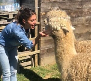 Ana Cuevas dando de comer a dos alpacas